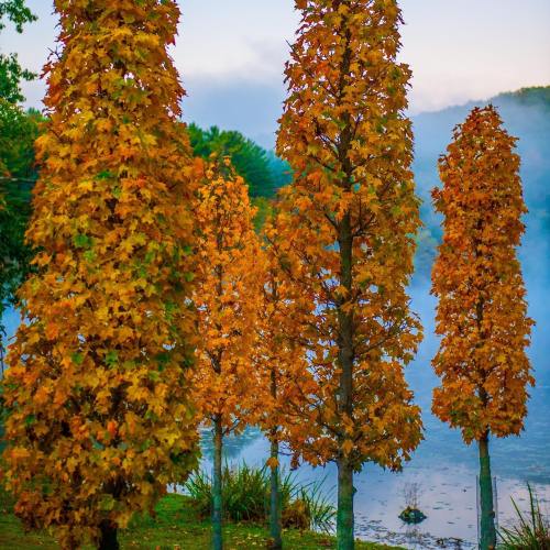 Tall trees with vibrant orange leaves stand by a misty lake, creating a serene autumn landscape.