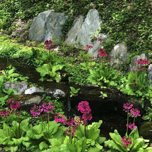 A serene garden scene featuring vibrant pink flowers near a small stream, surrounded by lush green foliage and rocks.