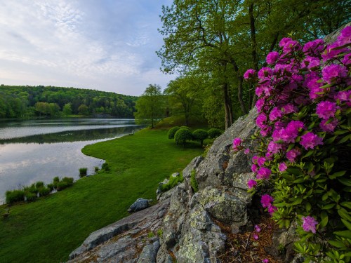 A serene lakeside view with vibrant pink flowers in the foreground and lush greenery surrounding the calm water.