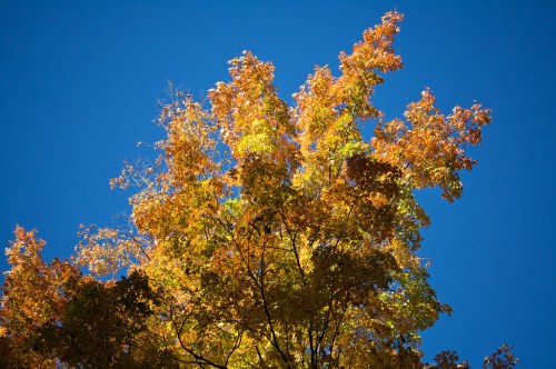 Bright autumn leaves in shades of orange and yellow against a clear blue sky.