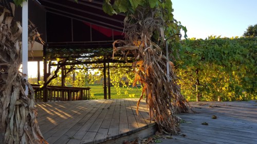 A wooden stage surrounded by green vines and dried corn stalks, illuminated by warm sunlight in a serene outdoor setting.