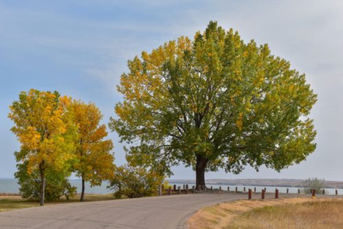A winding road lined with trees, showcasing vibrant autumn foliage near a calm body of water.