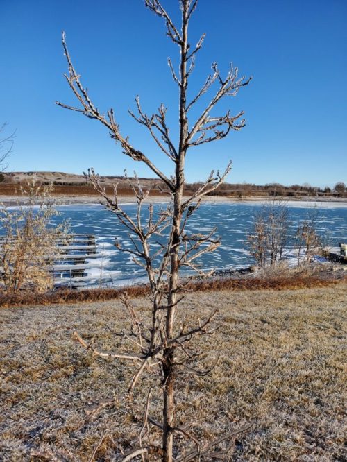 A bare tree stands in the foreground with a frozen lake and clear blue sky in the background.