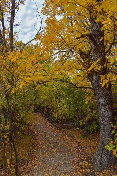 A winding gravel path surrounded by trees with vibrant yellow leaves in a serene autumn landscape.