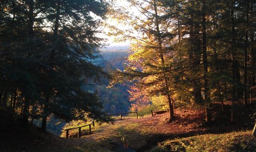 A serene forest scene with golden autumn leaves and a winding path illuminated by soft sunlight.