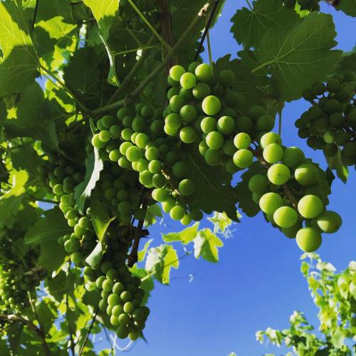 Bunches of green grapes hanging from a vine against a bright blue sky and lush green leaves.