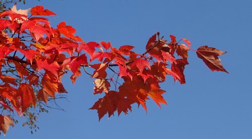 Vibrant red maple leaves against a clear blue sky.