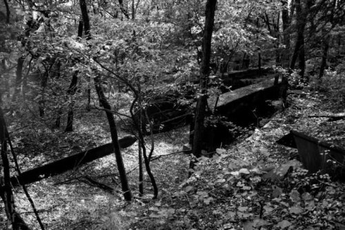 A black and white image of a forest with overgrown trees and remnants of a structure partially hidden among the foliage.