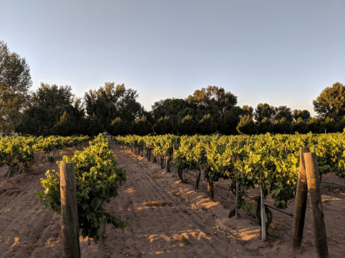 A vineyard with rows of grapevines under a clear sky, surrounded by trees in the background.