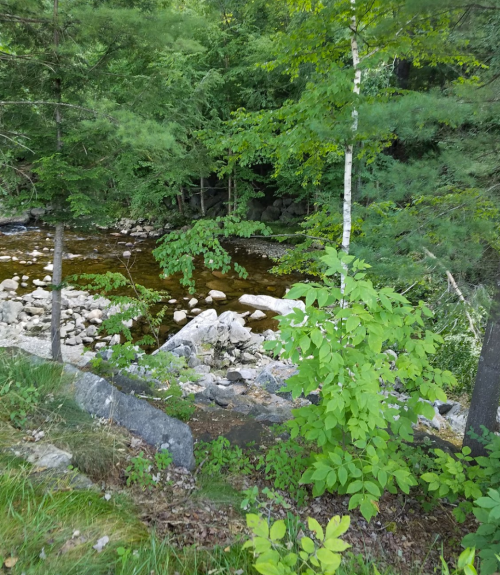 A serene river flows through a lush green forest, with rocks and trees lining the banks.