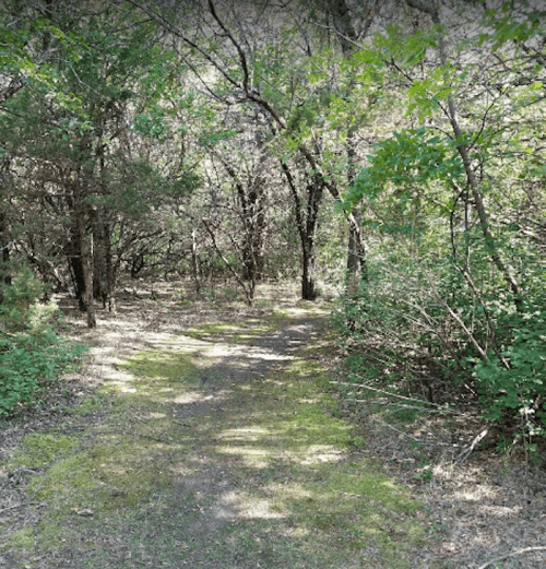 A serene forest path surrounded by trees and greenery, inviting exploration.