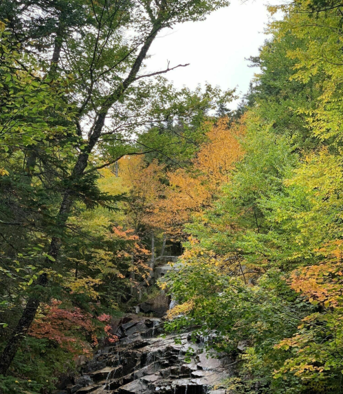 A serene forest scene with a small waterfall surrounded by trees displaying autumn colors.