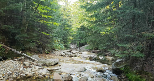 A serene forest scene with a rocky stream flowing through lush green trees and sunlight filtering through the leaves.
