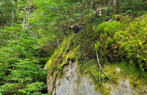 Lush green moss covers a rocky surface, surrounded by dense trees and foliage in a serene forest setting.