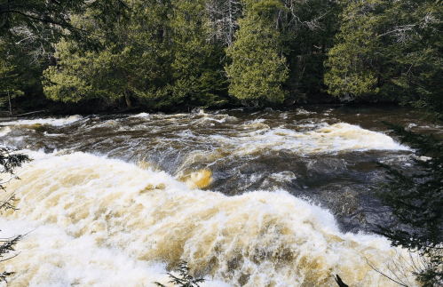 A rushing river flows through a forest, with frothy water and lush green trees lining the banks.