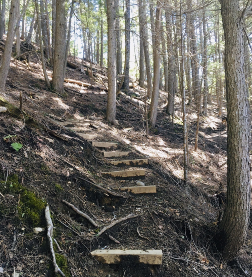 Wooden steps lead up a forested hillside, surrounded by tall trees and earthy ground.