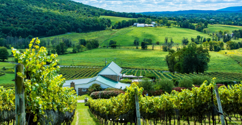 A scenic vineyard landscape with rolling green hills and a farmhouse in the distance under a partly cloudy sky.