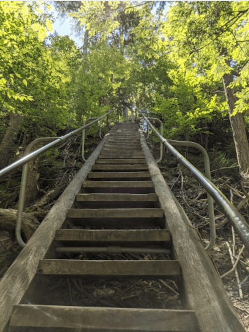 A wooden staircase leads upward through a lush green forest, surrounded by trees and sunlight.