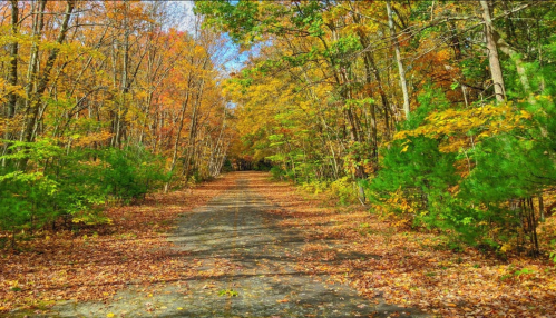 A serene forest path lined with vibrant autumn foliage and fallen leaves, leading into a colorful tree canopy.