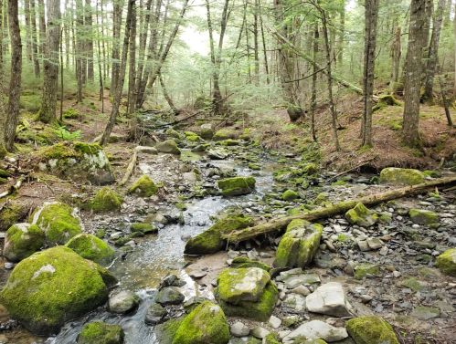 A serene forest scene featuring a winding stream surrounded by moss-covered rocks and lush green trees.