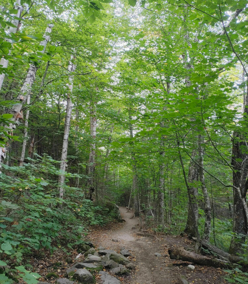 A winding dirt path through a lush green forest with tall trees and vibrant foliage.
