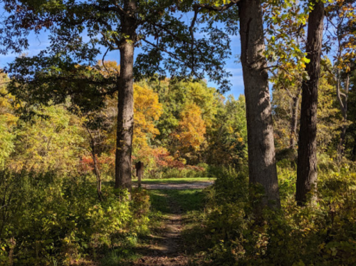 A serene forest path surrounded by trees with vibrant autumn foliage under a clear blue sky.
