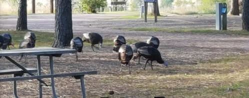A group of wild turkeys foraging in a park, with picnic tables and trees in the background.