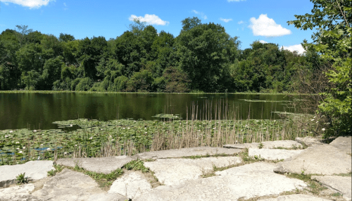 A serene lake surrounded by lush greenery and lily pads, with a clear blue sky and scattered clouds above.
