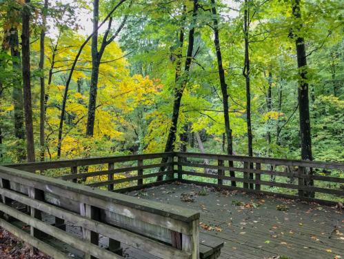 A wooden observation deck surrounded by vibrant green and yellow trees in a serene forest setting.