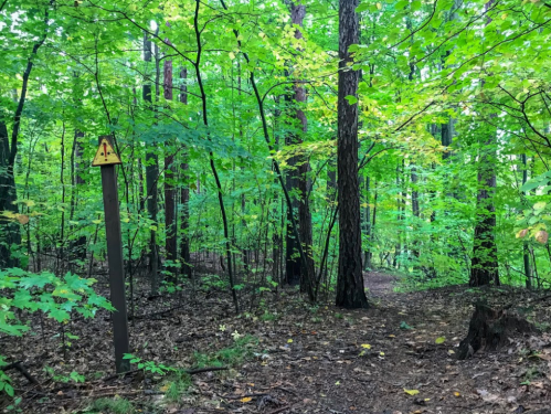 A wooded area with lush green trees and a warning sign on a post along a dirt path.