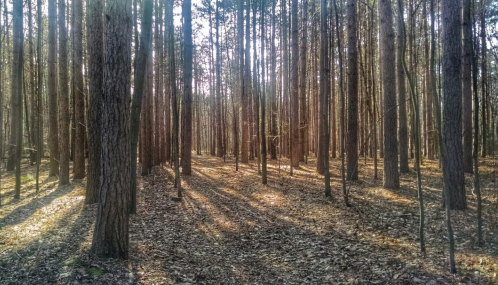 Sunlight filters through tall trees in a serene forest, casting long shadows on the leaf-covered ground.