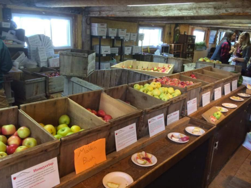 A rustic market stall with wooden crates filled with various apple varieties and tasting plates on a wooden counter.