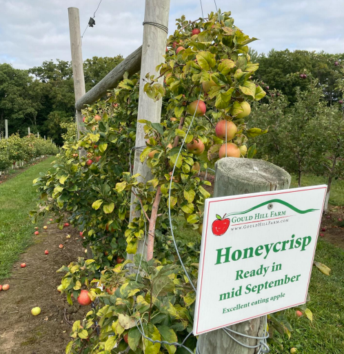 A row of apple trees with ripe Honeycrisp apples and a sign indicating they are ready for harvest in mid-September.