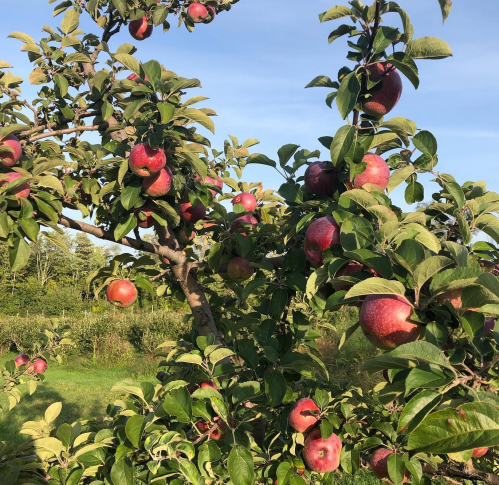 A close-up of an apple tree laden with ripe red apples against a clear blue sky.