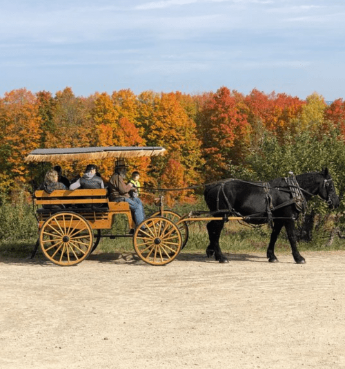 A horse-drawn carriage with passengers rides along a path, surrounded by vibrant autumn foliage.