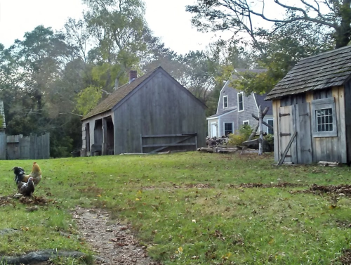 A rustic scene featuring a grassy yard with a chicken, two wooden buildings, and trees in the background.