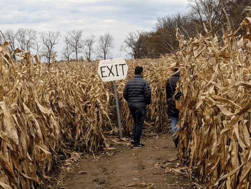 Two people walking through a corn maze, approaching an "EXIT" sign amidst tall, dried corn stalks.