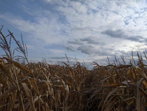 A field of tall, dry corn stalks under a cloudy sky with scattered clouds.