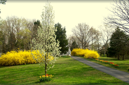 A scenic park with a blooming white tree, vibrant yellow bushes, and a pathway lined with colorful tulips.