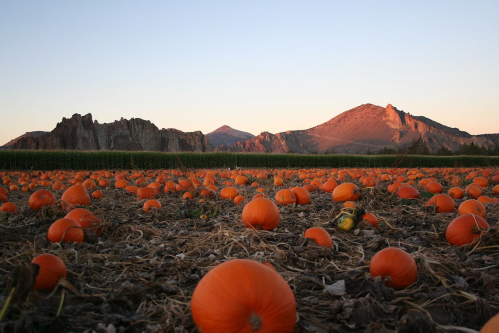 A pumpkin field at sunset, with vibrant orange pumpkins scattered across the ground and mountains in the background.