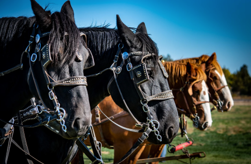 Four horses lined up, two black and two brown, wearing decorative harnesses against a clear blue sky.