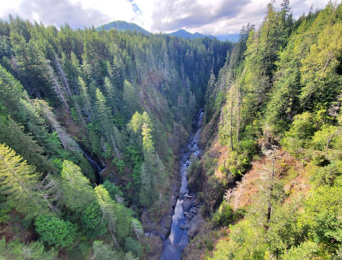 Aerial view of a lush green forest with a winding river and rocky banks, surrounded by mountains under a cloudy sky.