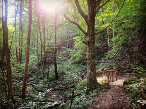A serene forest scene with tall trees, dappled sunlight, and a small wooden bridge over a gentle stream.