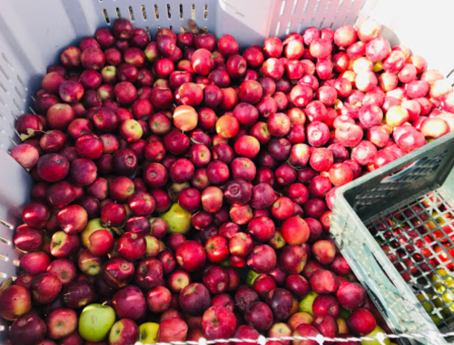 A large bin filled with a variety of red and green apples.
