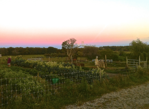 A serene farm scene at sunset, featuring crops, a llama, and cows in the background under a colorful sky.