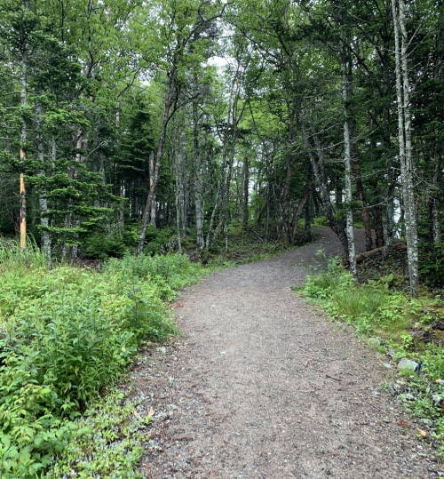 A winding gravel path through a lush green forest with trees on either side.
