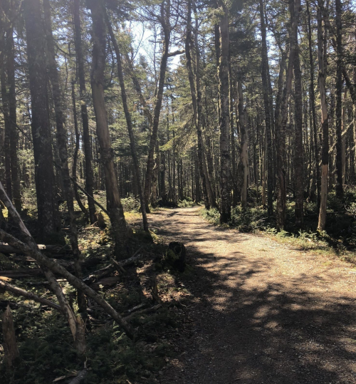A sunlit forest path surrounded by tall trees and scattered branches, inviting for a peaceful walk.