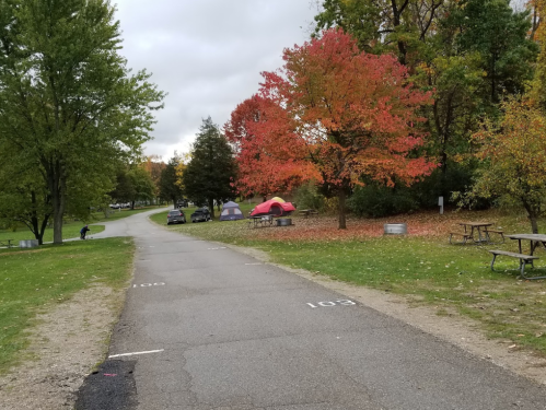 A park path lined with trees, featuring a vibrant red tree, tents, and picnic tables under a cloudy sky.