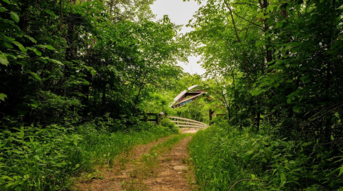 A dirt path leads through lush greenery to a wooden bridge surrounded by trees.