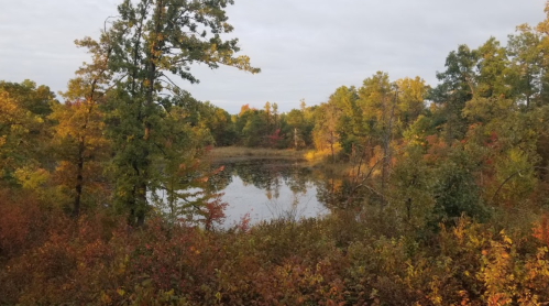 A serene pond surrounded by vibrant autumn foliage and trees under a cloudy sky.